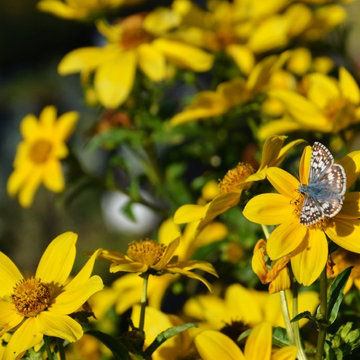 3 Easy Steps to Create a Butterfly Garden