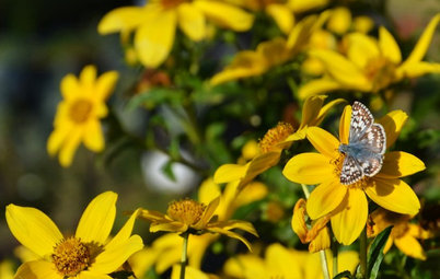 A Beginner's Guide to a Beautiful Butterfly Garden