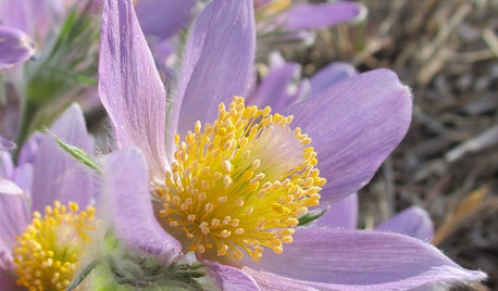 Great Native Plant: Pasque Flower