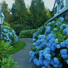 A blue garden, hydrangeas, lobelias, petunias,