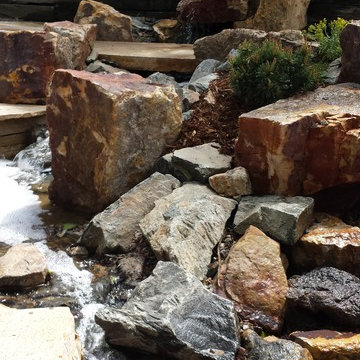 A Foxy Colorado Stream