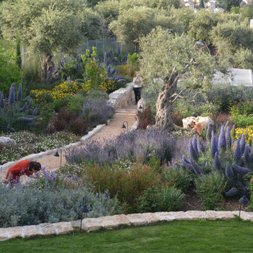 A garden with old olive trees