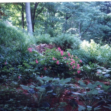 A hillside shade garden