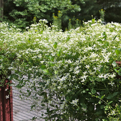 Inspiration for a mid-sized traditional full sun courtyard gravel vegetable garden landscape in New York.