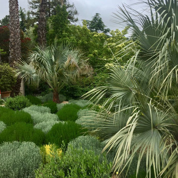 A Palm Collection in Los Altos Hills