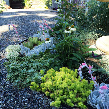 A Traditional Landscape Loses the Lawn & Overgrown Shrubs To Low Water Plants