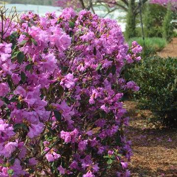 Abbey's Review® Rhododendron