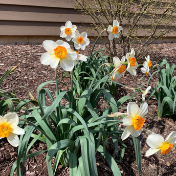 Accent Daffodils