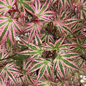 Acer palmatum 'Ikandi'