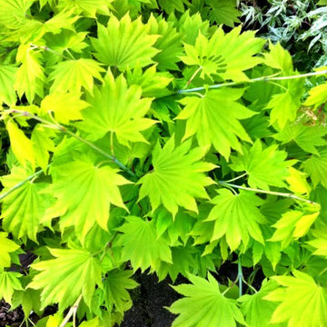 Acer shirasawanum 'Aureum'