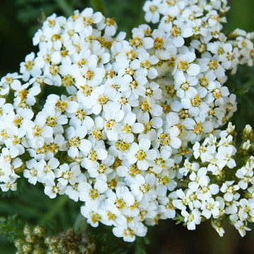 Achillea millefolium