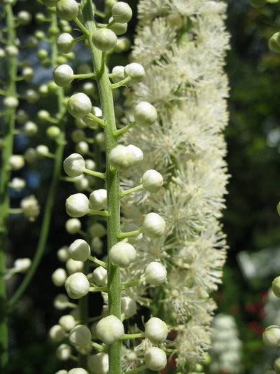 Garden Actaea Racemosa
