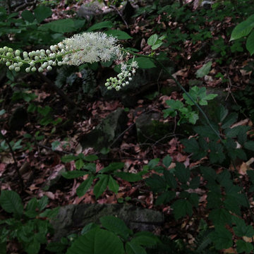 Actaea Racemosa