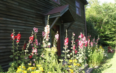 Hollyhocks Bring Wildlife and Old-Fashioned Beauty to the Garden