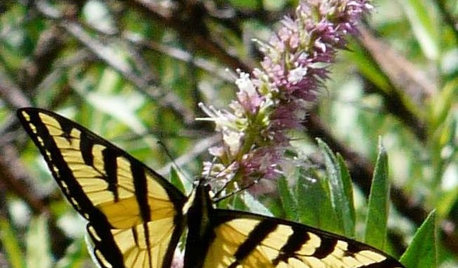9 Flowers That Draw Butterflies