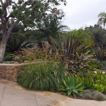 Agave Garden
