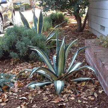 Agave in the Garden