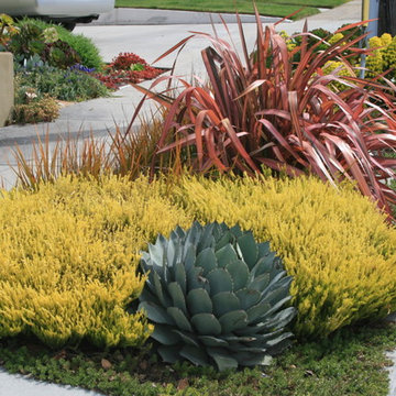 Agave parryi and Coleonema pulchellum 'Sunset Gold'