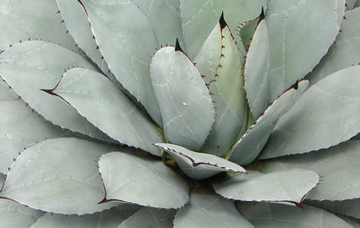Great Design Plant: Parry's Agave