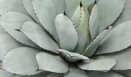 Great Design Plant: Parry's Agave