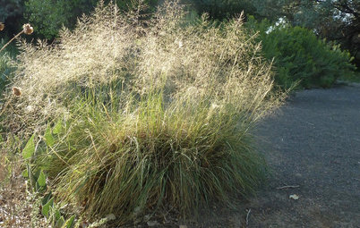 Try This Native Alternative to Mexican Feather Grass