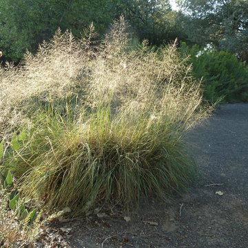 Alkali sacaton / Sporobolus airoides