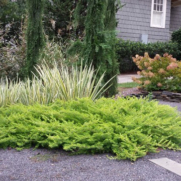 'All Gold' shore junipers with variegated Japanese iris.
