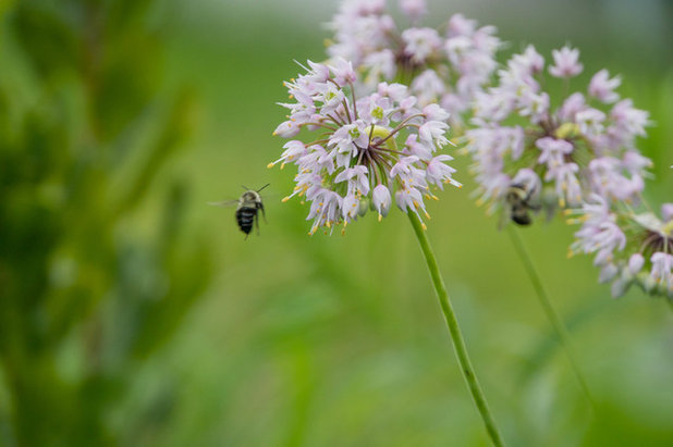 Garden Allium Cernuum