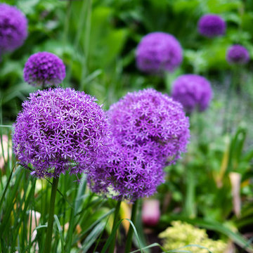 Alliums at Red Barn, Red Brick