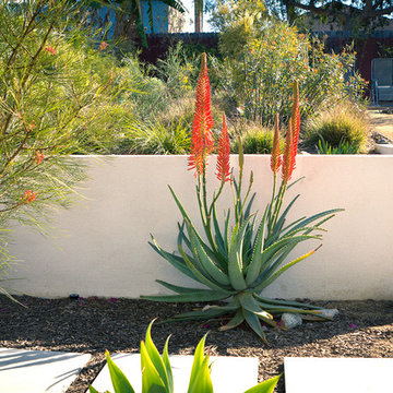 Aloe and Grevillea in Front of White Stucco Retaining Wall-  Back Yard
