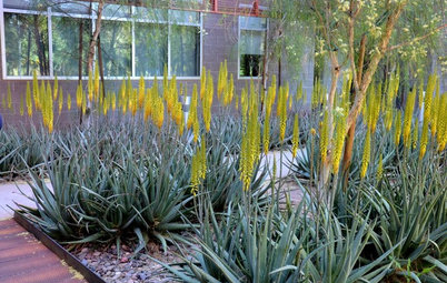 Great Design Plant: Aloe Vera