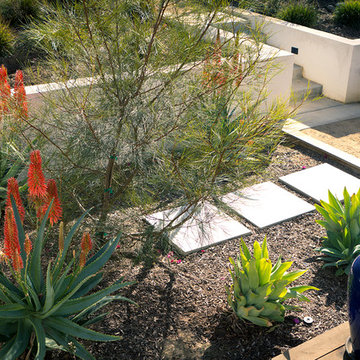 Aloes, Agaves and Grevillea-  Back Yard