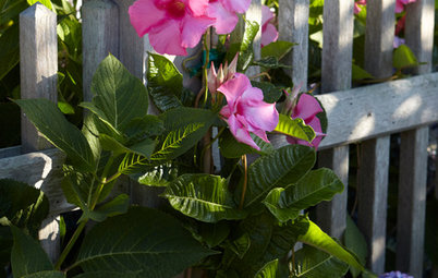 Give Your Summer Garden Tropical Flair With Mandevilla