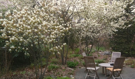 Great Design Plant: Amelanchier Signals Spring With Airy White Blooms