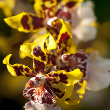 American Moth Orchid