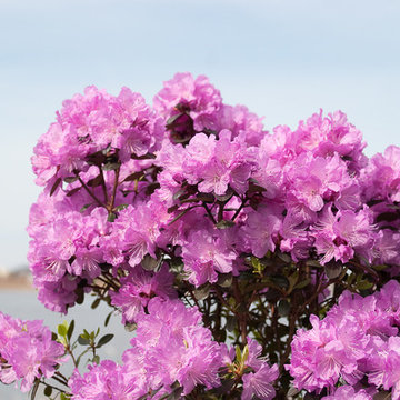 'Amy Cotta' Rhododendron