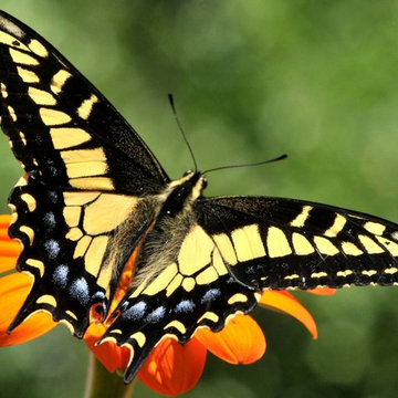 Anise Swallowtail butterfly (Papilio zelicaon)