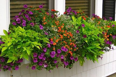 Annual Color in Window Boxes