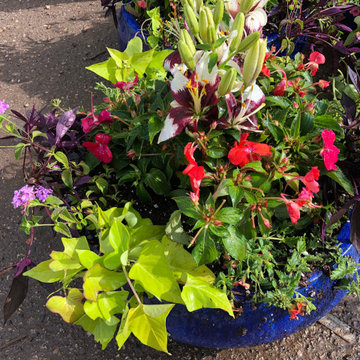 Annual Flower Pots for ALL seasons