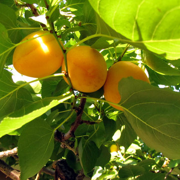 Apricot tree