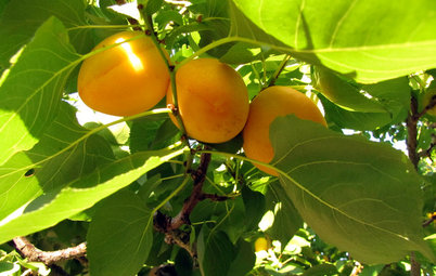How to Grow Your Own Apricots