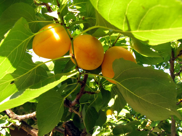 庭 Apricot tree