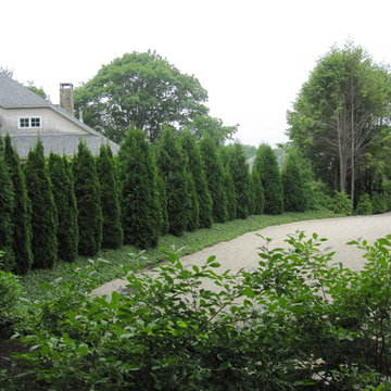 Arborvitae privacy hedge
