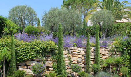 Les jardins méditerranéens : cap au sud pour un rêve végétal