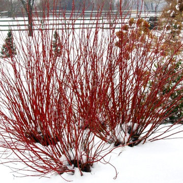 Arctic Fire™ Red Twig Dogwood