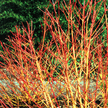 Arctic Sun™ Red Twig Dogwood (Cornus)