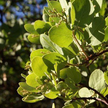 Arctostaphylos manzanita 'Dr. Hurd'