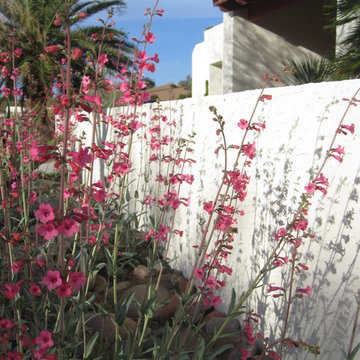 Arizona Wildflower and Wildlife Garden