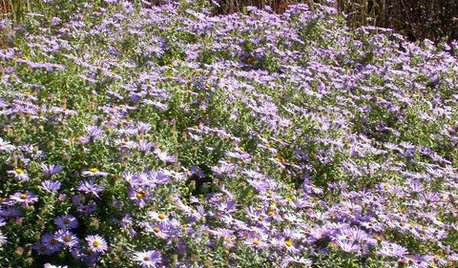 Great Design Plant: Aromatic Aster Keeps on Blooming