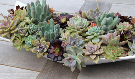 10 Ways to Make Magic With Succulent Centerpieces